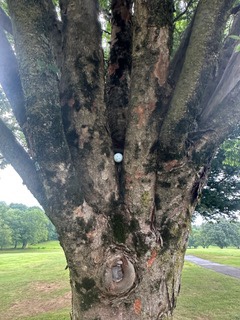 Club Championship Updates